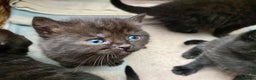 British Shorthair cats for sale: British shorthair black cross kittens  - Advert 11