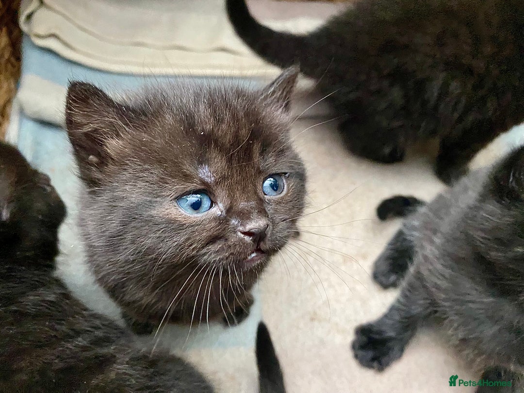 British Shorthair cats for sale: British shorthair black cross kittens  - Advert 11