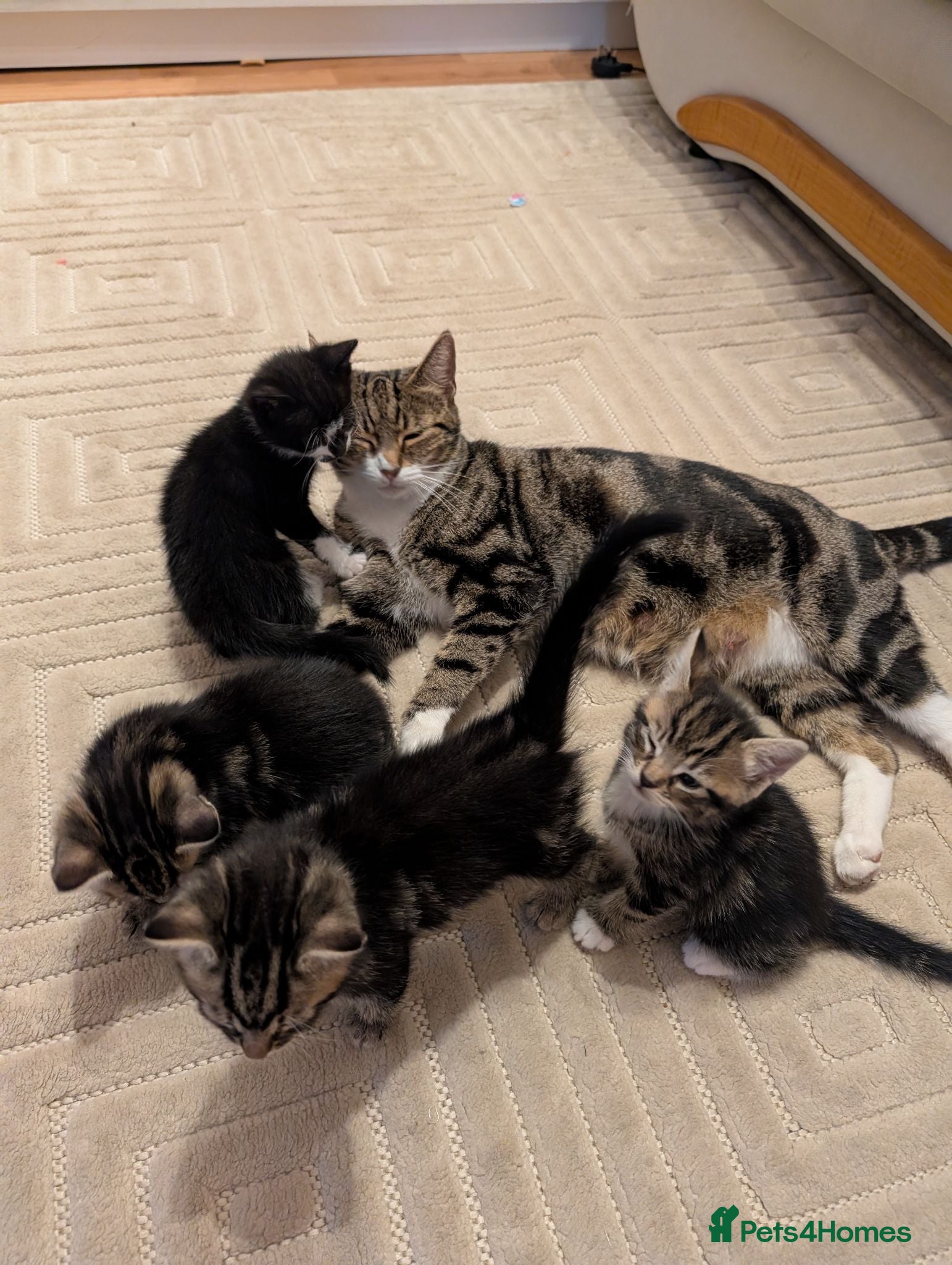 Mixed Breed cats Adorable kittens available  - Advert 1
