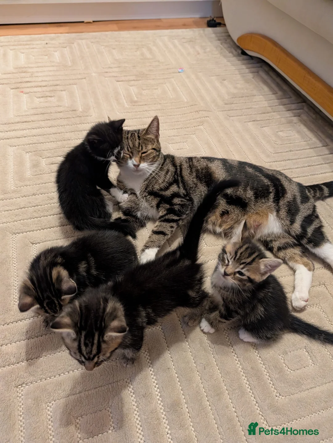 Mixed Breed cats for sale: Adorable kittens available  - Advert 1