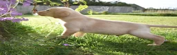 Labrador Retriever dogs for sale: * Beautiful Dna clear KC reg Labrador boys* - Advert 6