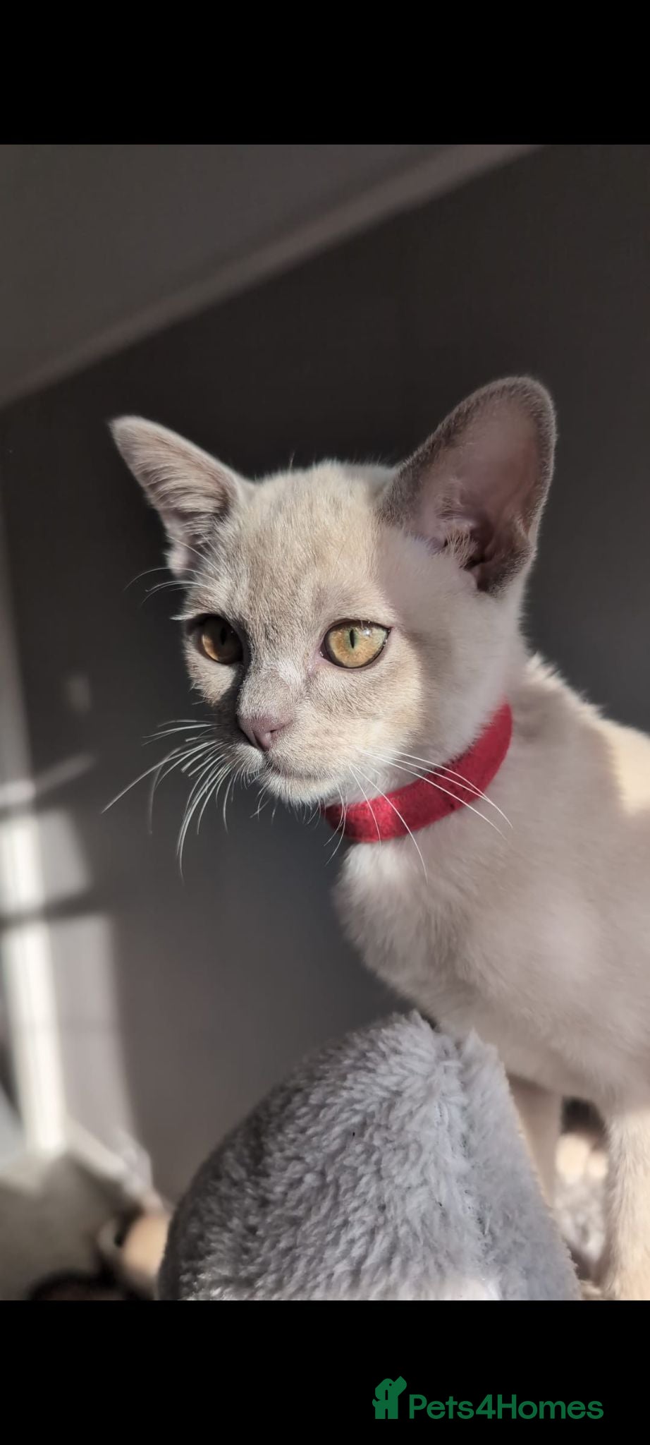 Burmese cats 1 Beautiful Lilac Burmese baby left - Advert 1