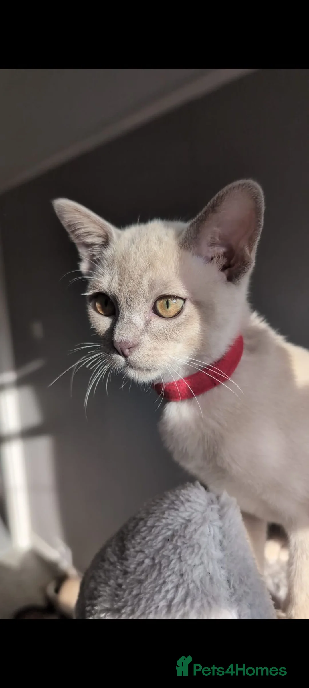 Burmese cats for sale: 1 Beautiful Lilac Burmese baby left - Advert 1
