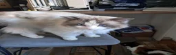 Ragdoll cats for sale: Mixed ragdolls - Advert 4