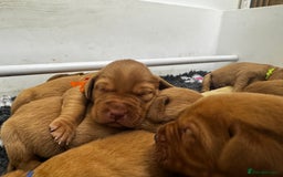 Labrador Retriever dogs for sale: Stunning Super Dark Red Labs from KC&health tested - Advert 3