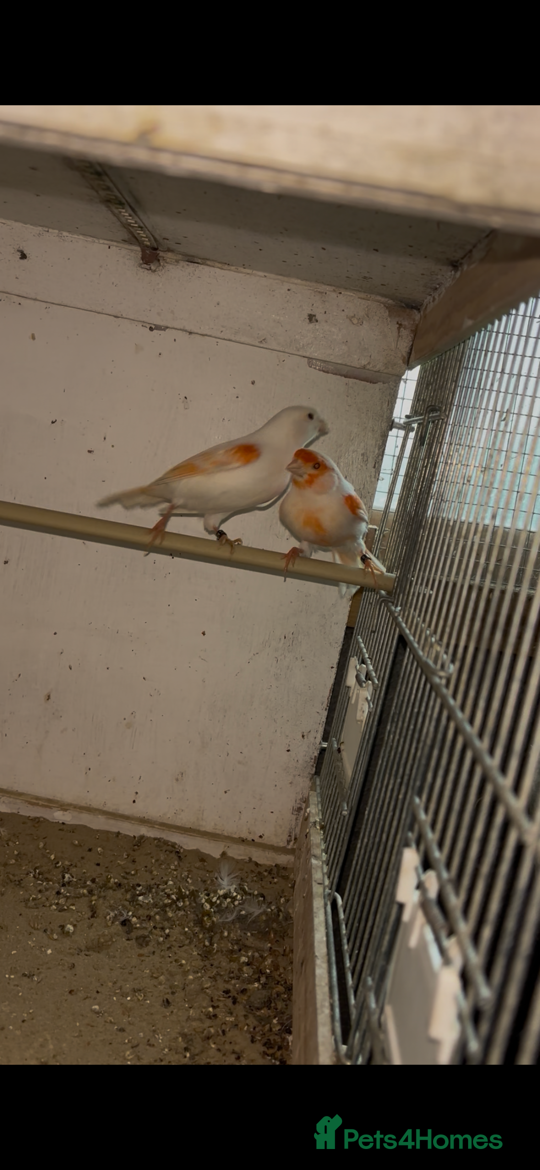 Canaries birds for sale: X11 Irish x4 red mosaic all 2025 and closed rung - Advert 12