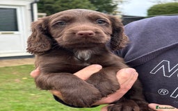 Cocker Spaniel dogs for sale: 1 Adorable working cocker spaniel pup boy 🐶  - Advert 2