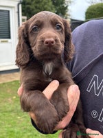 Cocker Spaniel dogs - Advert 13