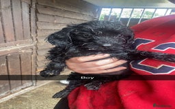 Cockapoo dogs for sale: Cockapoo pups for sale - Image 2