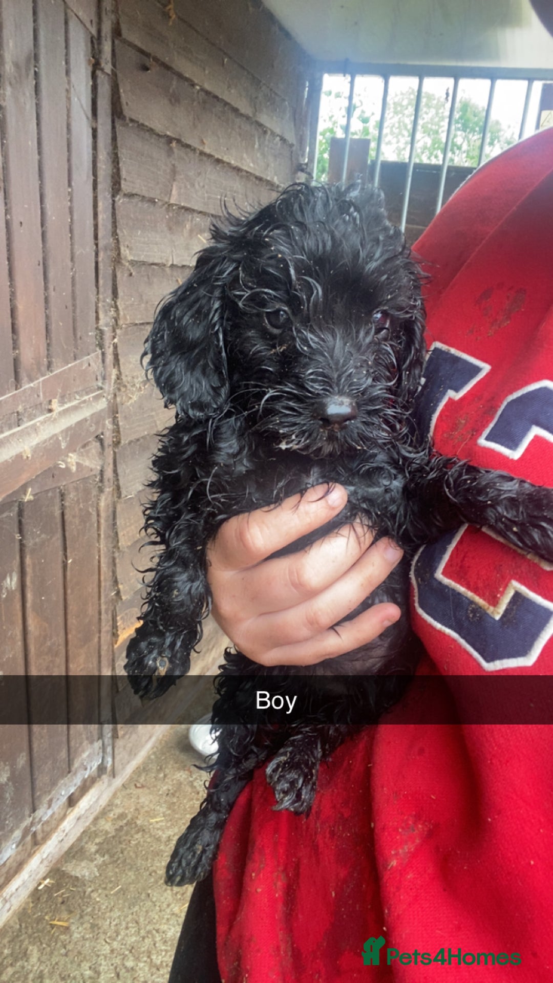 Cockapoo dogs for sale: Cockapoo pups for sale - Image 2