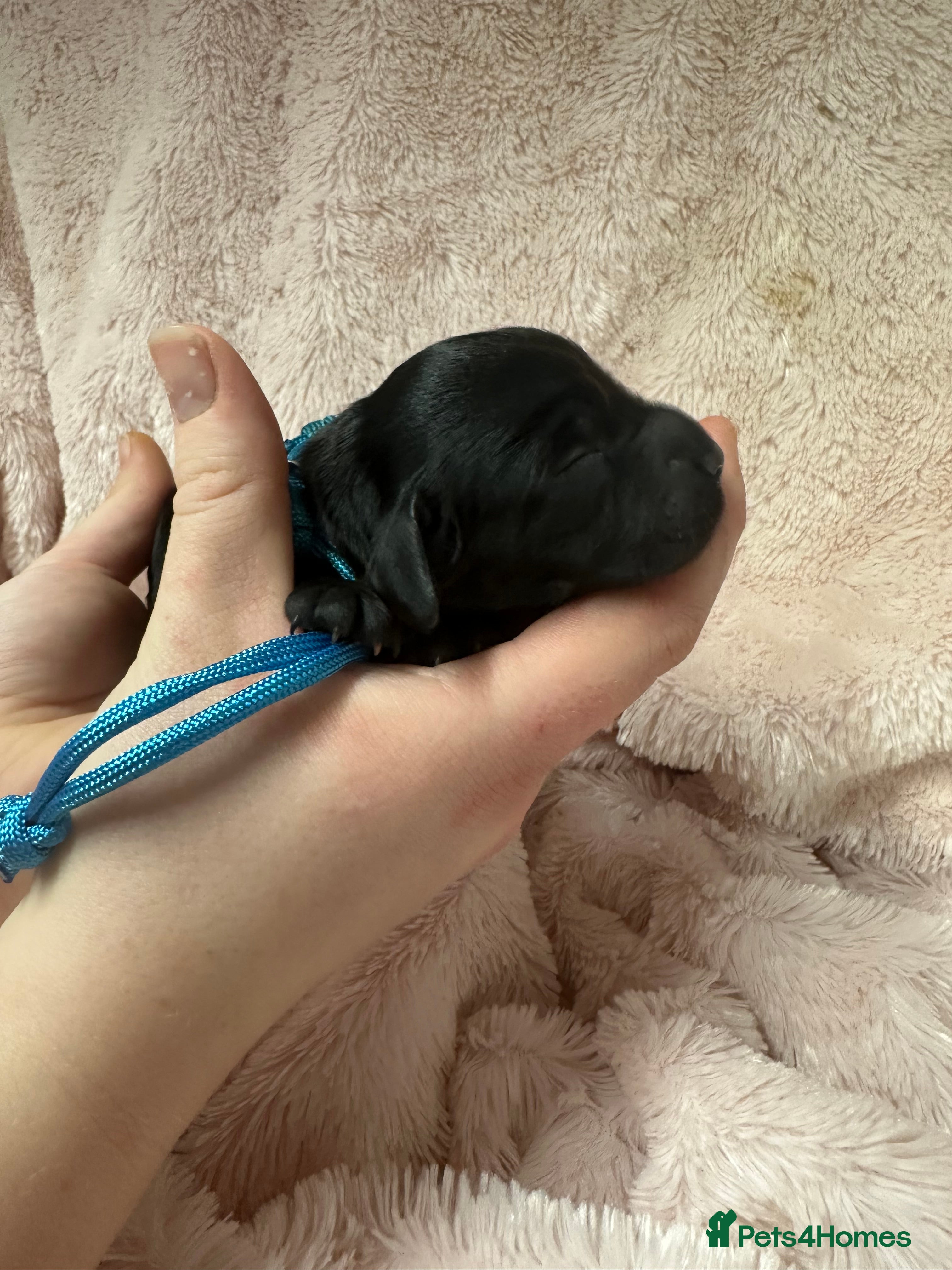 Cocker Spaniel dogs Gorgeous Cockers  - Farlavale x Muzmurray - Advert 16