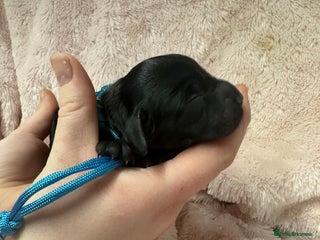 Cocker Spaniel dogs Gorgeous Cockers - Farlavale x Muzmurray - Advert 6