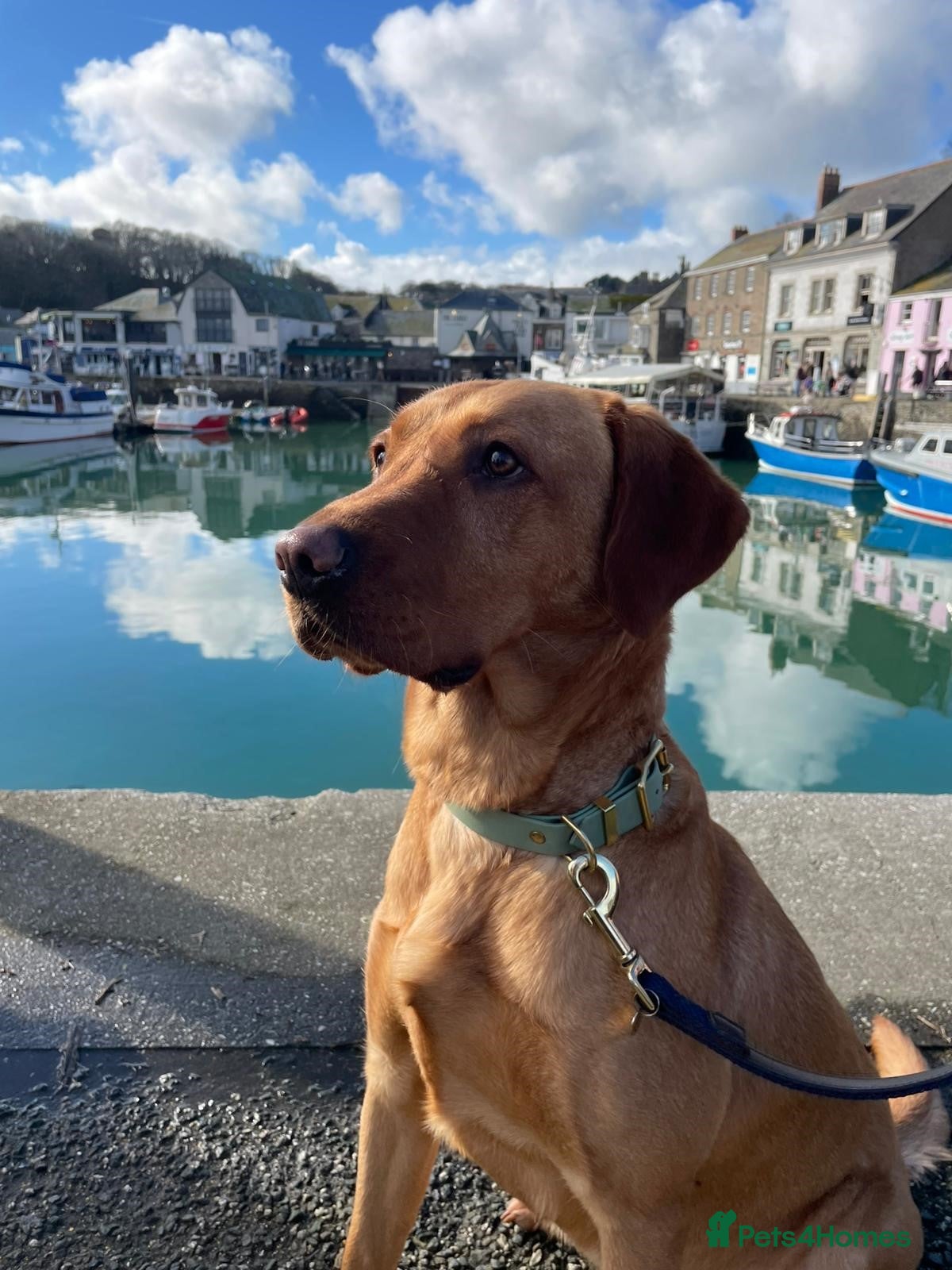 Labrador Retriever dogs Red Fox Labrador Puppies Looking Forever Homes - Advert 1
