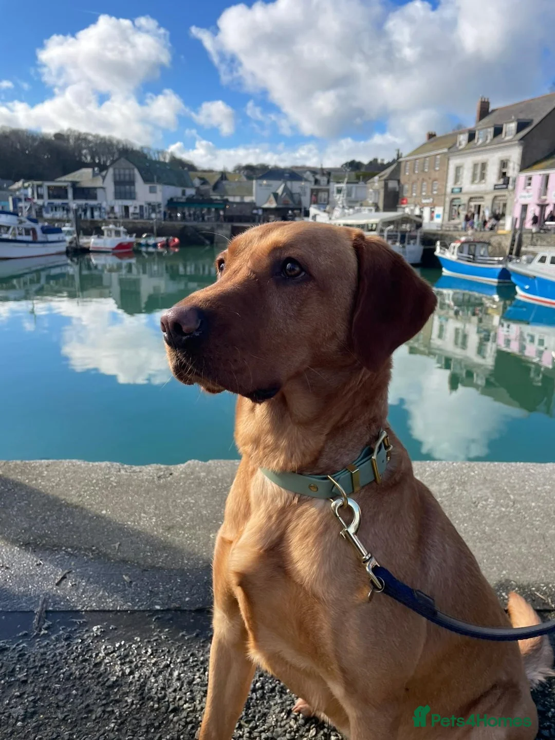 Labrador Retriever dogs for sale: Red Fox Labrador Puppies Looking Forever Homes - Advert 1