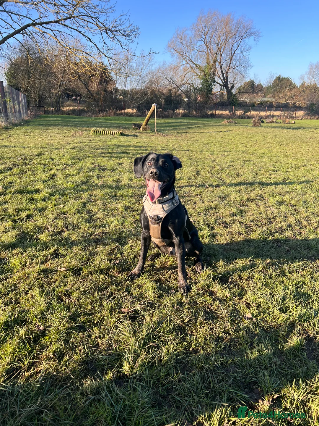 Springador dogs for sale: Springador looking for a new home  - Advert 5