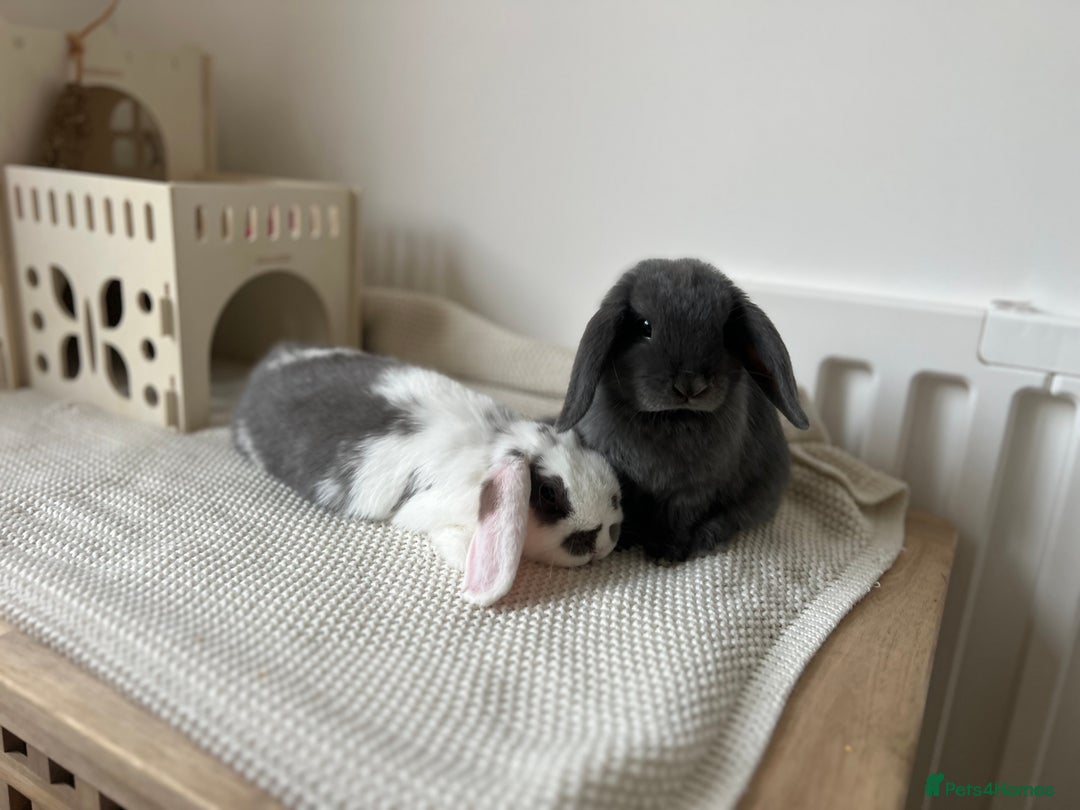 Mini Lop rabbits for sale: Rehoming Two Mini Lops - Image 7