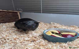 Guinea Pig rodents for sale: 3 x female Guinea pigs - Advert 3