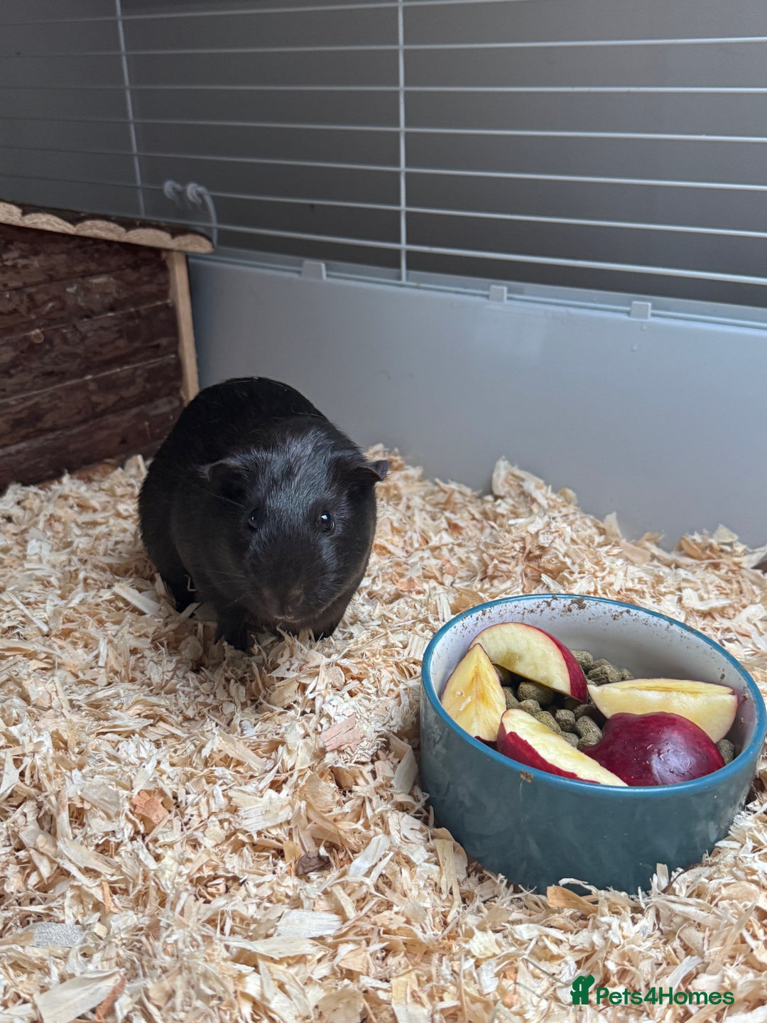 Guinea Pig rodents for sale: 3 x female Guinea pigs - Advert 3