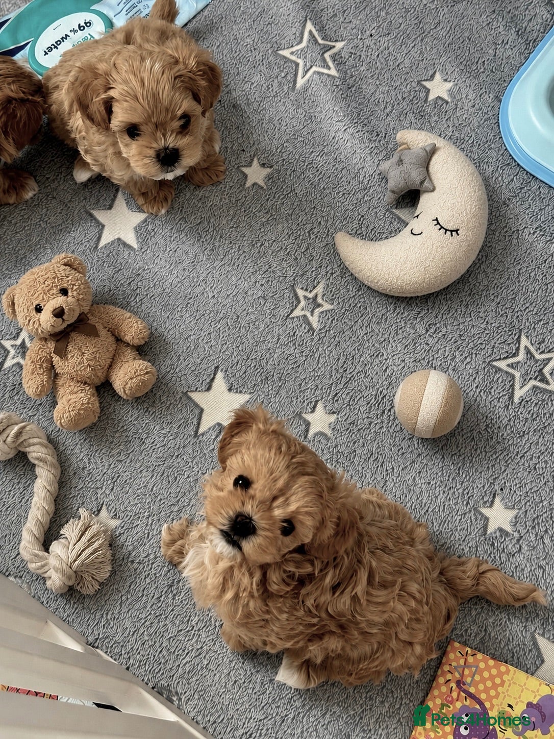 Maltipoo dogs 💎  Luxury  Asian  Maltipoo DNA Tested  Parents 💎 - Advert 1