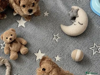 Maltipoo dogs 💎 Luxury Asian Maltipoo DNA Tested Parents 💎 - Advert 1