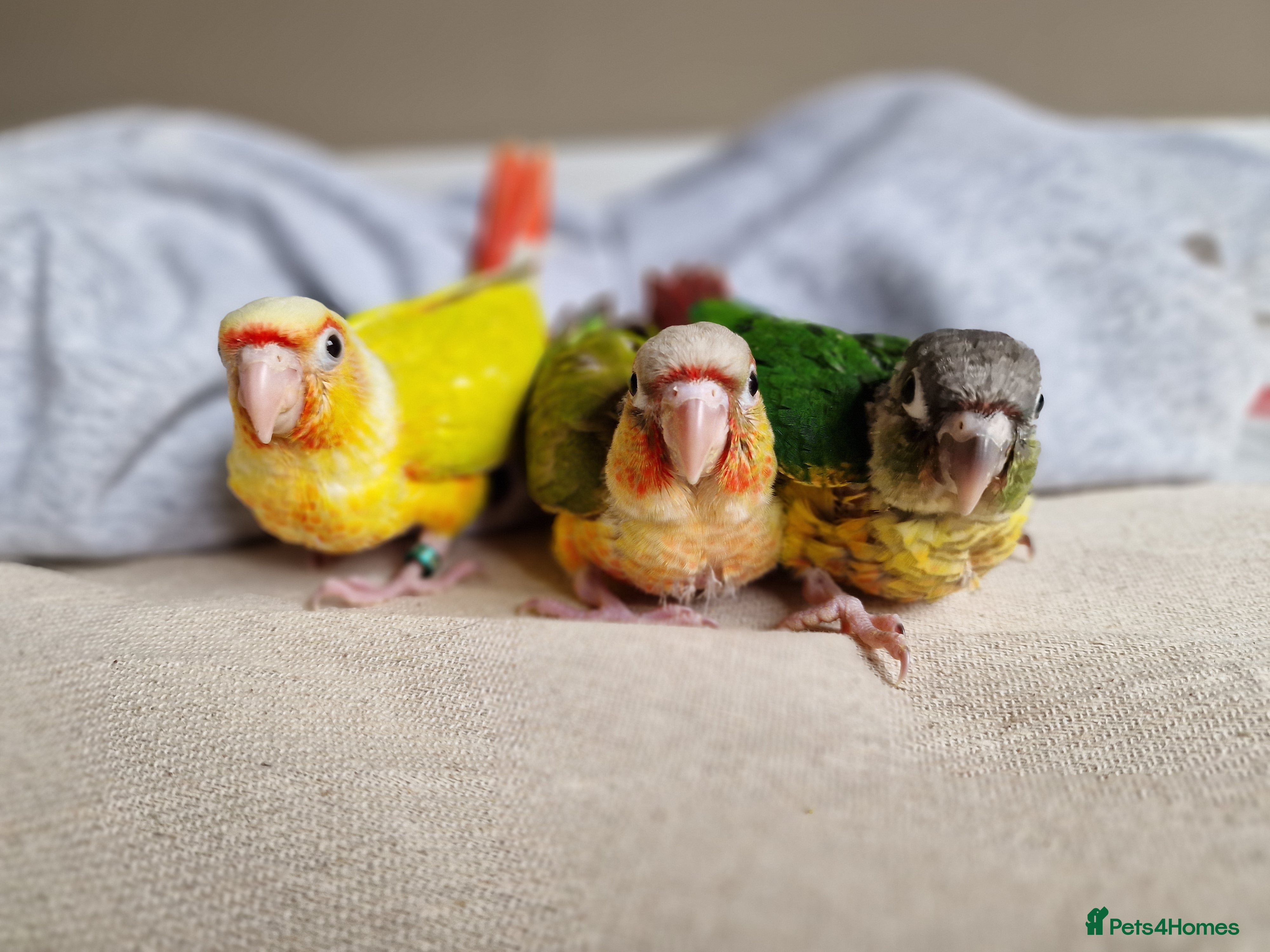 Conures birds Beautiful fully hand reared conure baby's  - Advert 2