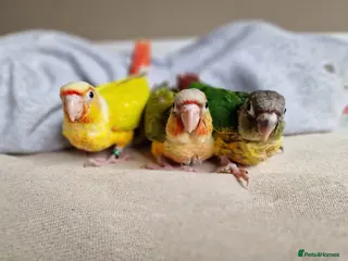 Conures birds Beautiful fully hand reared conure baby's - Advert 2