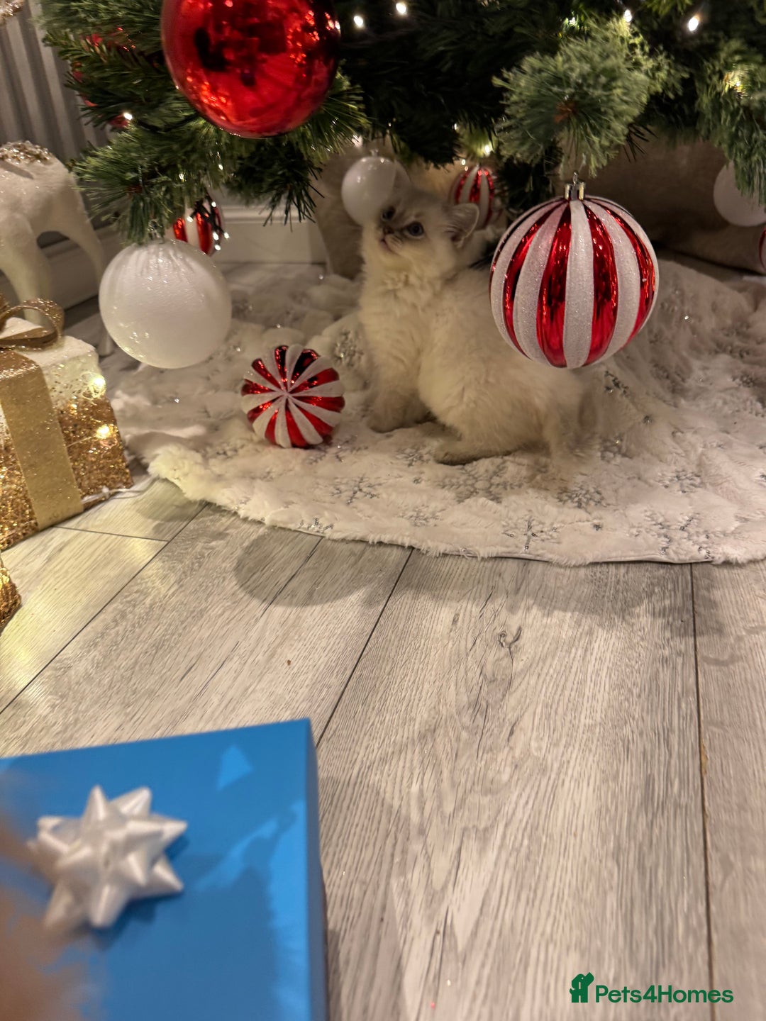 Ragdoll cats for sale: Ragdoll kittens  - Advert 3