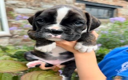 Boxer dogs for sale: Gorgeous boxer puppies from health tested parents  - Image 9