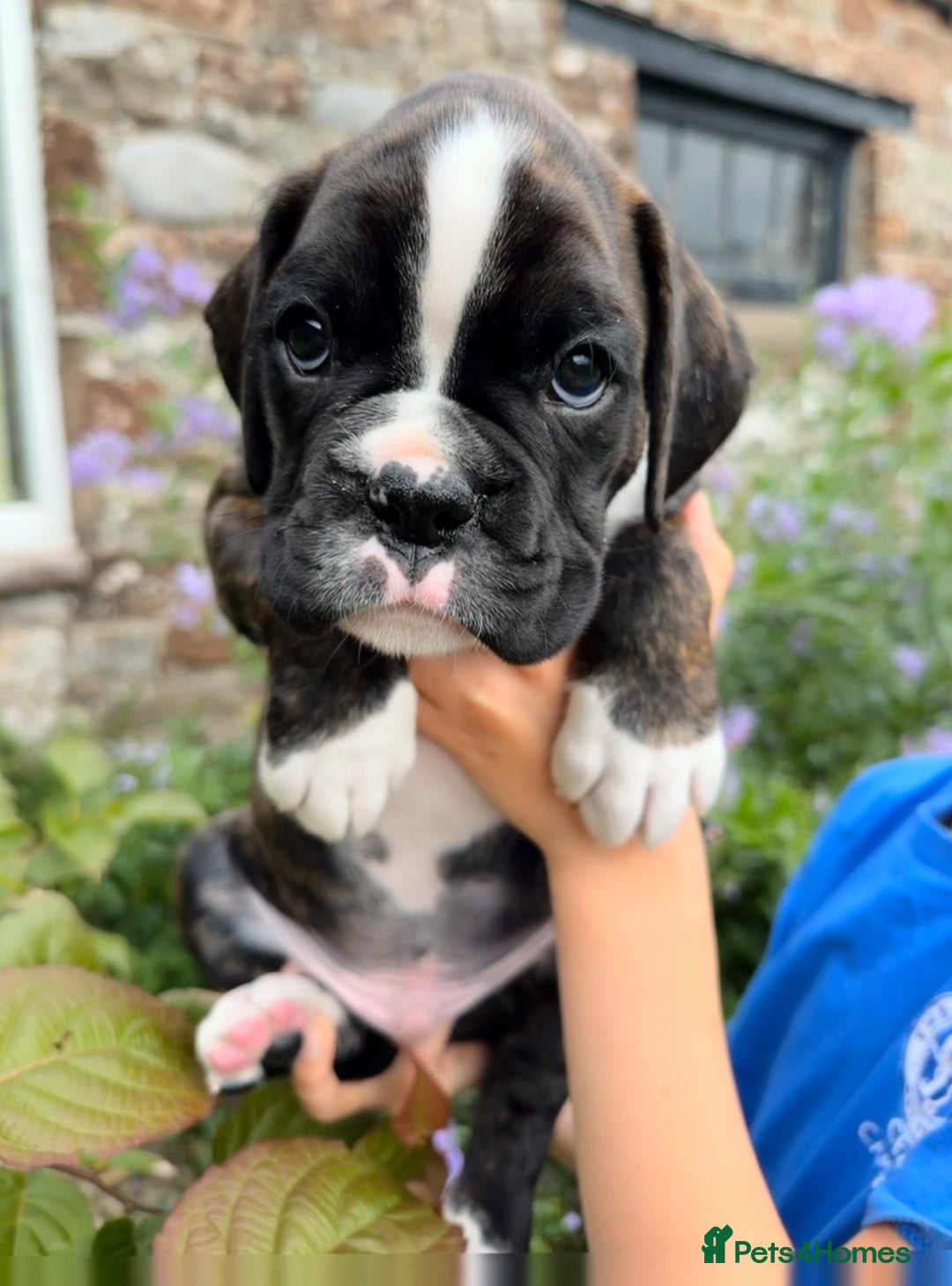 Boxer dogs for sale: Gorgeous boxer puppies from health tested parents  - Image 9