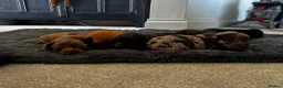 Cockapoo dogs for sale: Beautiful F1 cockapoos  - Advert 8