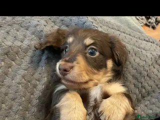 Dachshund dogs Beautiful mini long haired dachshund pups - Advert 5