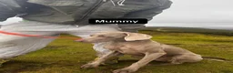 Weimaraner dogs for sale: Exceptional KC Registered Weimaraner Puppies in Abergavenny - Advert 10