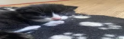 Mixed Breed cats for sale: Cute adorable kittens - Advert 11
