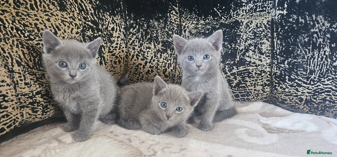 Russian Blue cats for sale: TICA reg full pedigree RUSSIAN BLUE kittens - Advert 2