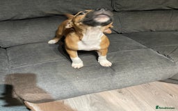 Staffordshire Bull Terrier dogs for sale: Beautiful staff pups for sale - Image 5