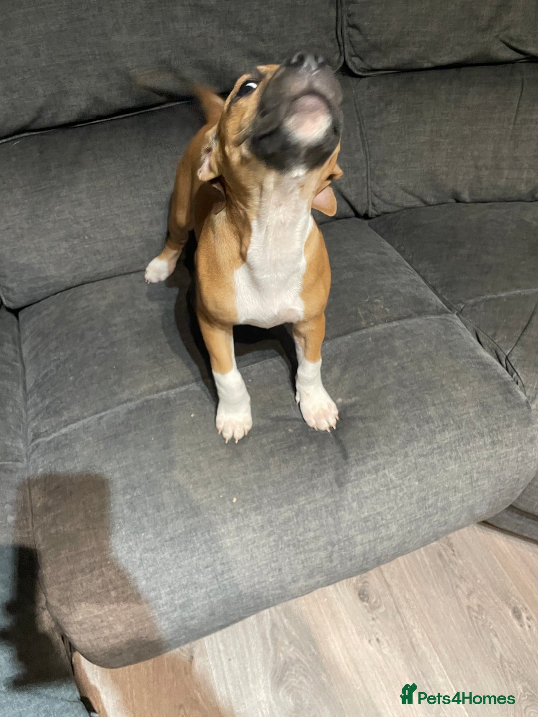 Staffordshire Bull Terrier dogs for sale: Beautiful staff pups for sale - Image 5