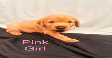 Labrador Retriever dogs - Advert 3