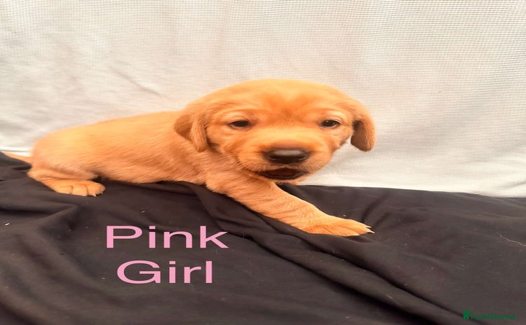 Labrador Retriever dogs - Advert 1