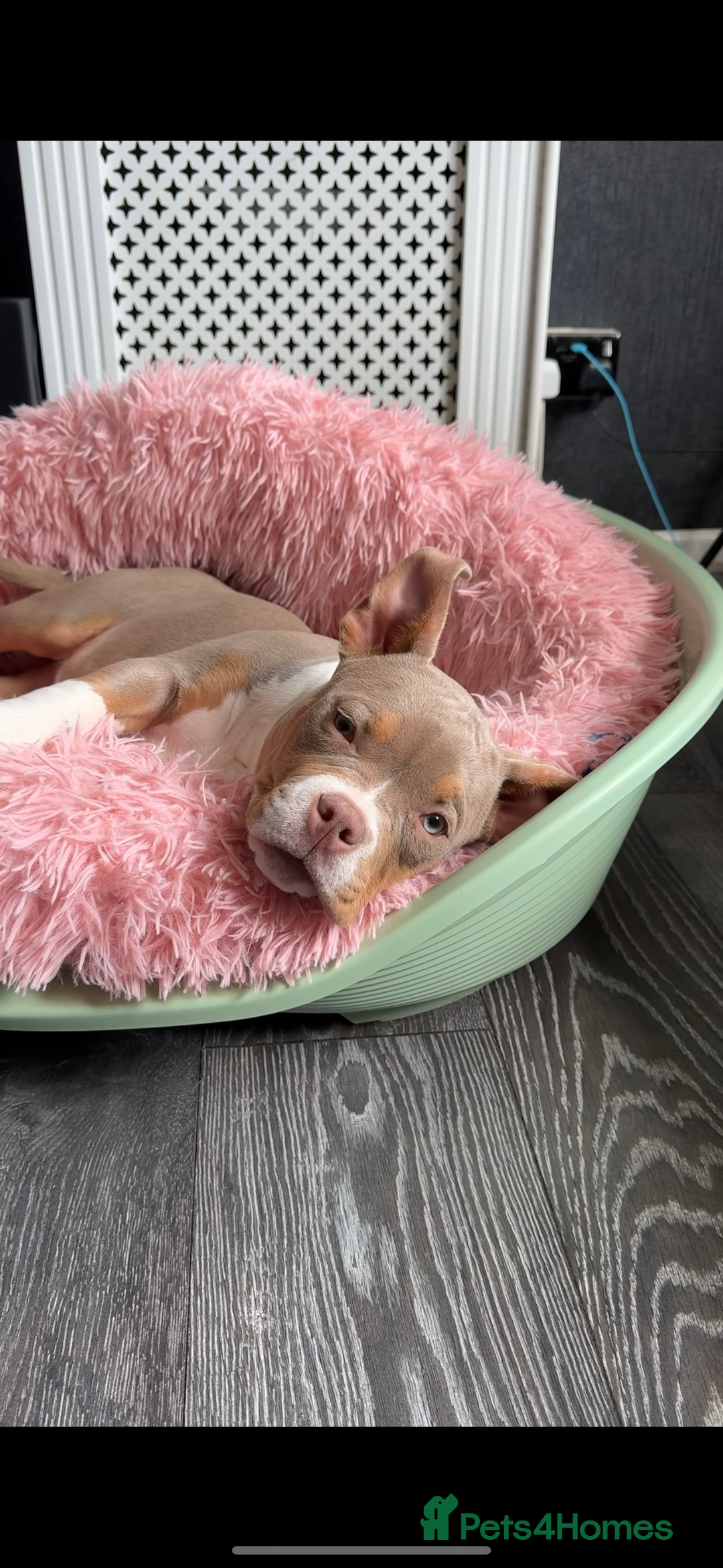 American Bully dogs for sale: American bully puppy twins available  - Image 3