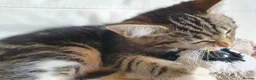 Maine Coon cats for sale: 2 Maine Coon Cross kittens for sale - Advert 7