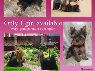 Yorkshire Terrier dogs 17 Champions Bloodline,KC reg - Advert 2