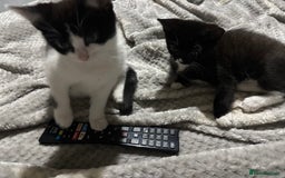 Domestic Shorthair cats for sale: 3 kittens for sale - Image 3