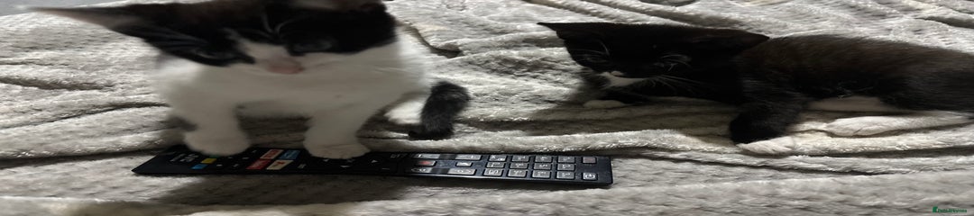 Domestic Shorthair Kitten 2