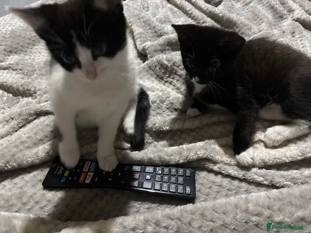 Domestic Shorthair cats for sale: 3 kittens for sale - Image 3