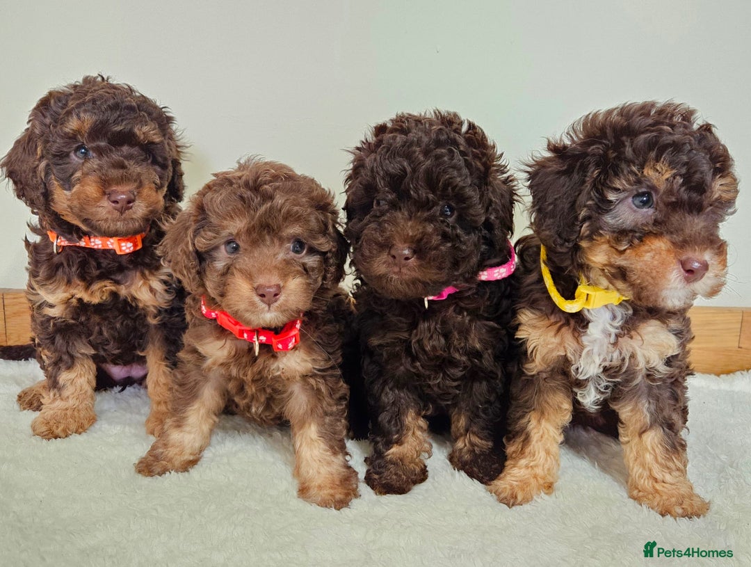 Toy Poodle dogs for sale: Beautiful Toy Poodle Puppies - Advert 2