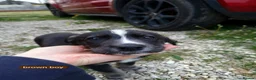 Mixed Breed dogs for sale: Unique BLUE EYED  Labrador and Husky puppies - Advert 8