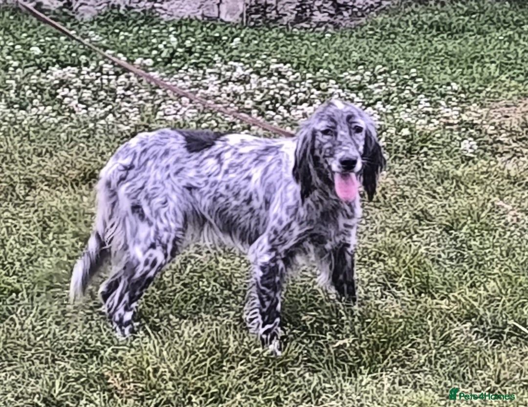 English Setter dogs for adoption: Tana  - Image 11