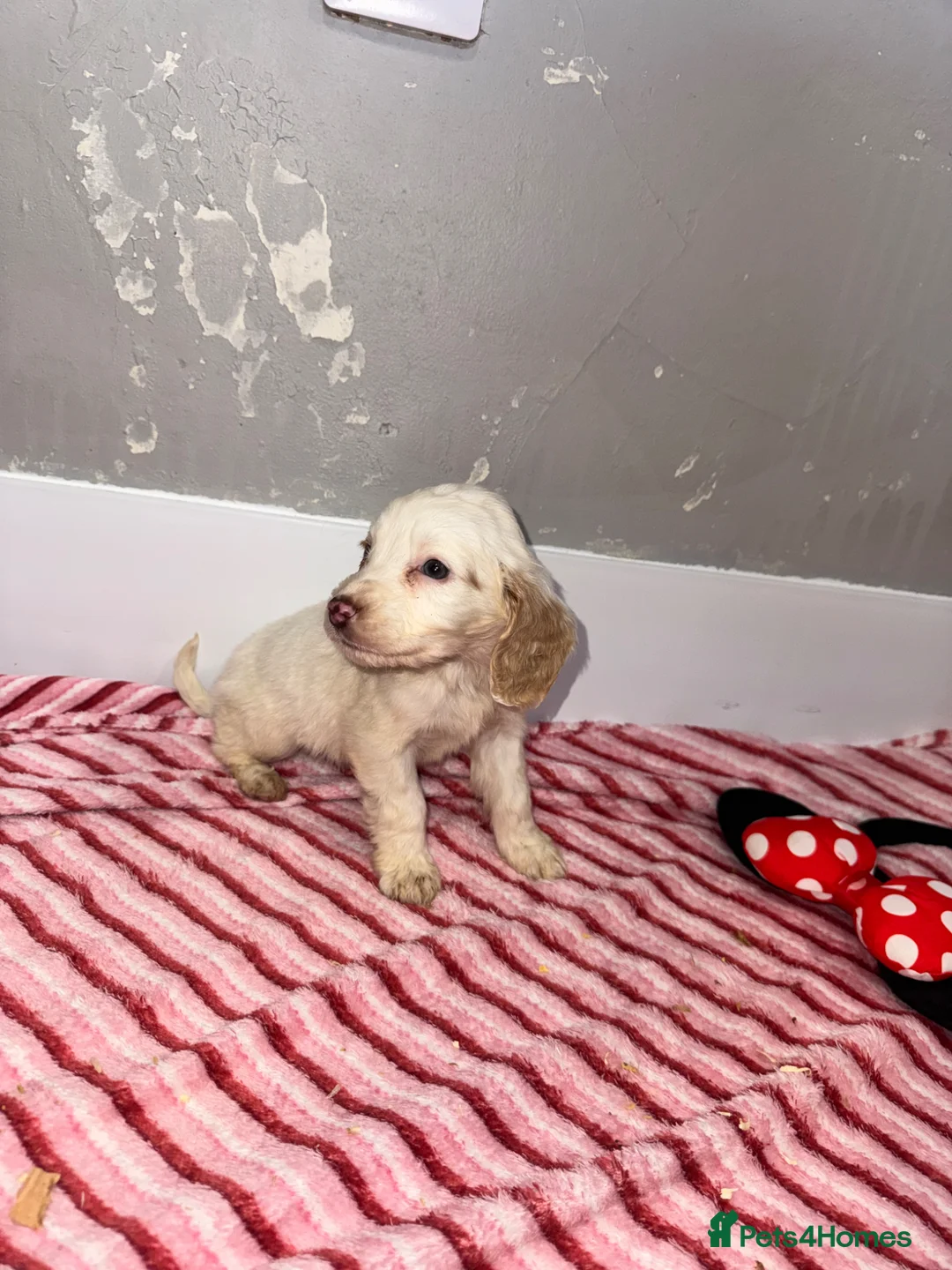 Cocker Spaniel dogs for sale: Cocker spaniel puppies  - Advert 2