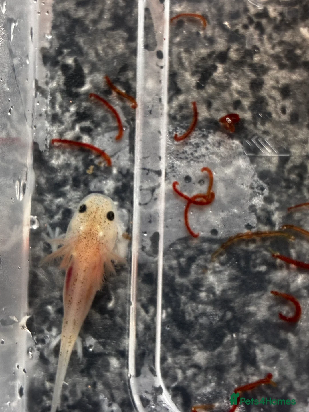 Axolotl reptiles for sale: Juvenile axolotls mixed sex  - Advert 2