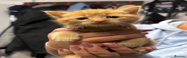 Ginger boy 2 